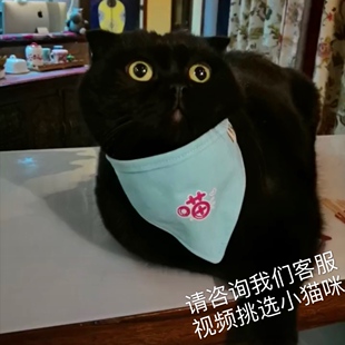 黑猫孟买猫纯黑英短猫咪幼猫活体纯种宠物猫玄猫幼崽曼基康矮脚猫