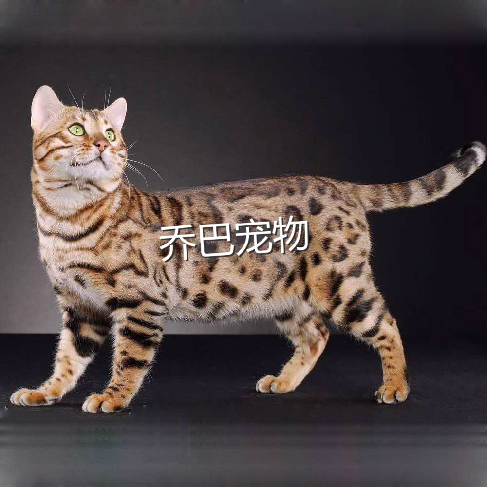 孟加拉豹猫活体纯种宠物猫幼崽小猫咪活物幼猫小猫活幼体哥伦比亚
