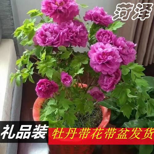 牡丹花苗盆栽观赏牡丹原盆原土带花苞发货精品礼盒包装直播间链接