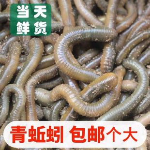 中号顺丰黄鳝钓鱼包活垂钓鱼饵活体 黑蚯蚓活饵特大号泥土鲫鱼盒装