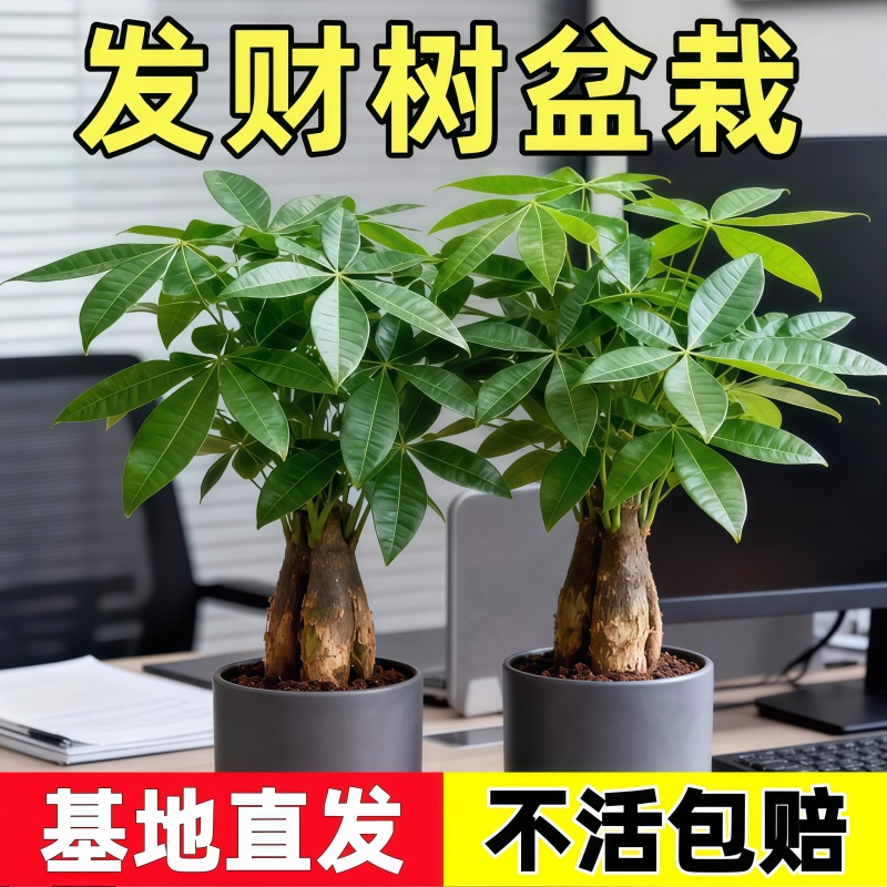 发财树小盆栽室内客厅办公室桌面绿植花卉好养活四季常青植物盆景
