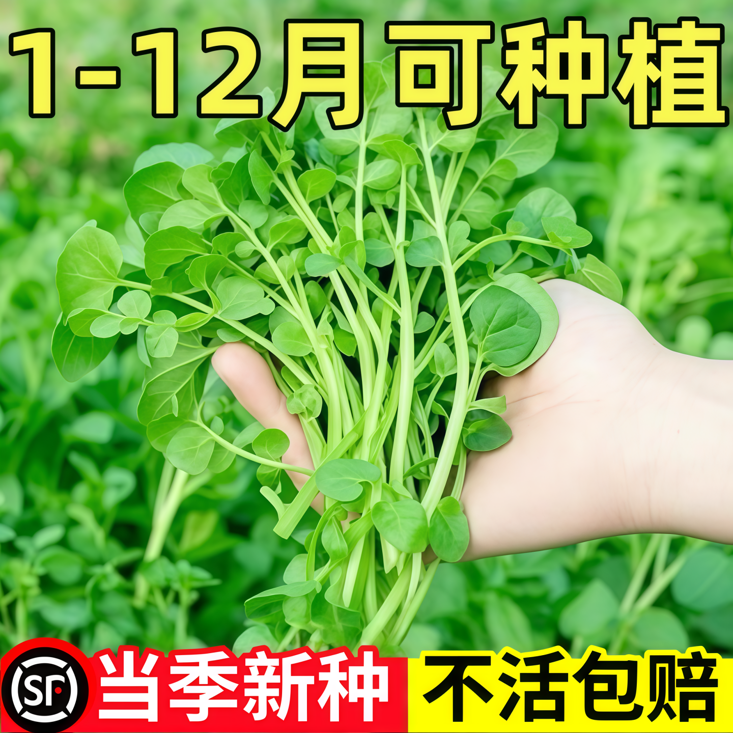 西洋菜种籽豆瓣菜种子可连续收割四季播种盆栽水生蔬菜苗阳台青菜