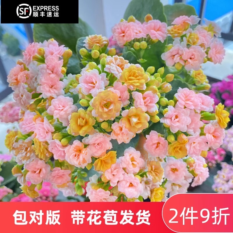 人面桃花稀有品种长寿花盆栽重瓣大花带花苞植物花四季开花好养活