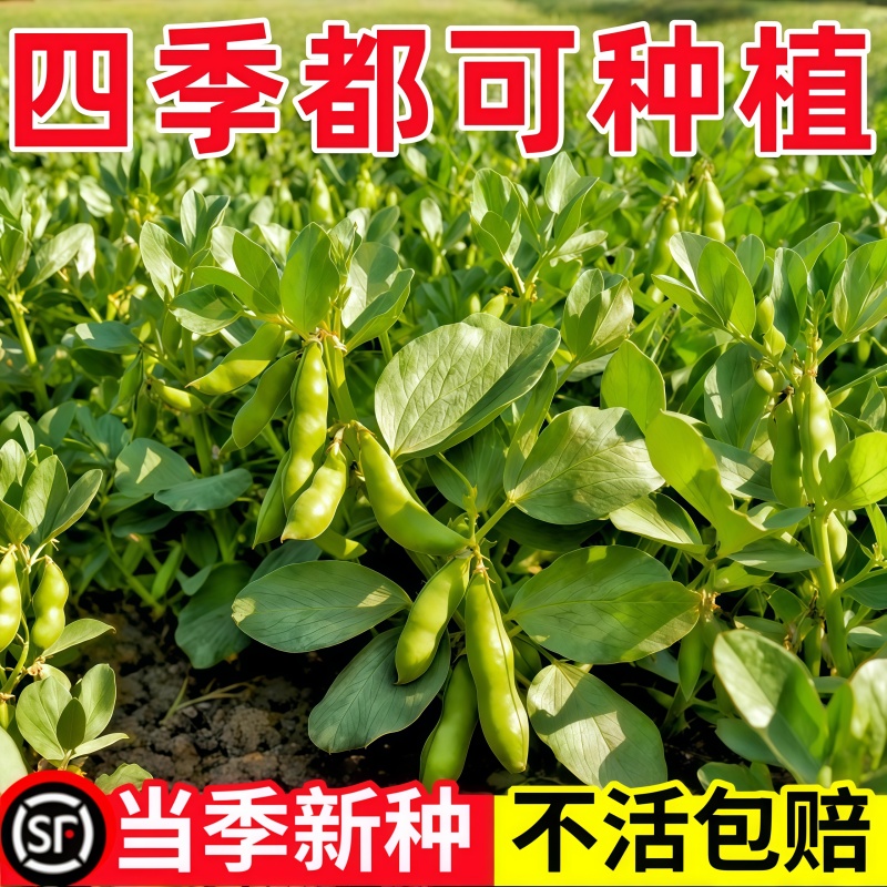 蚕豆种子七星特大蚕豆巨大号罗汉豆种籽秋冬季播种早熟耐寒胡豆籽