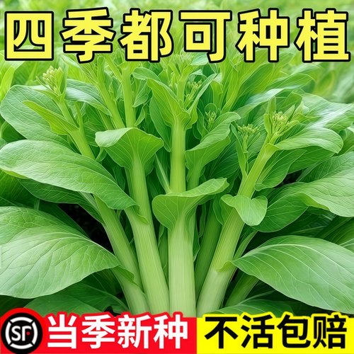 好润青甜脆白菜苔种子早熟高产侧芽多味甜软白菜心蔬菜种子