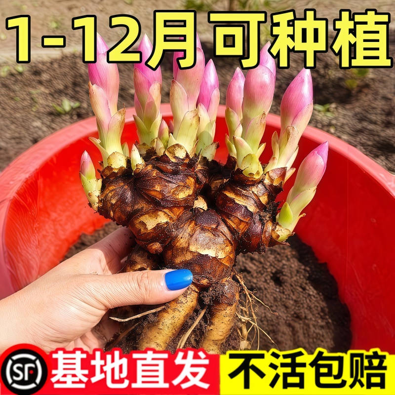 芍药花苗带芽大根块开花多年生花卉盆栽浓香重瓣牡丹种球庭院