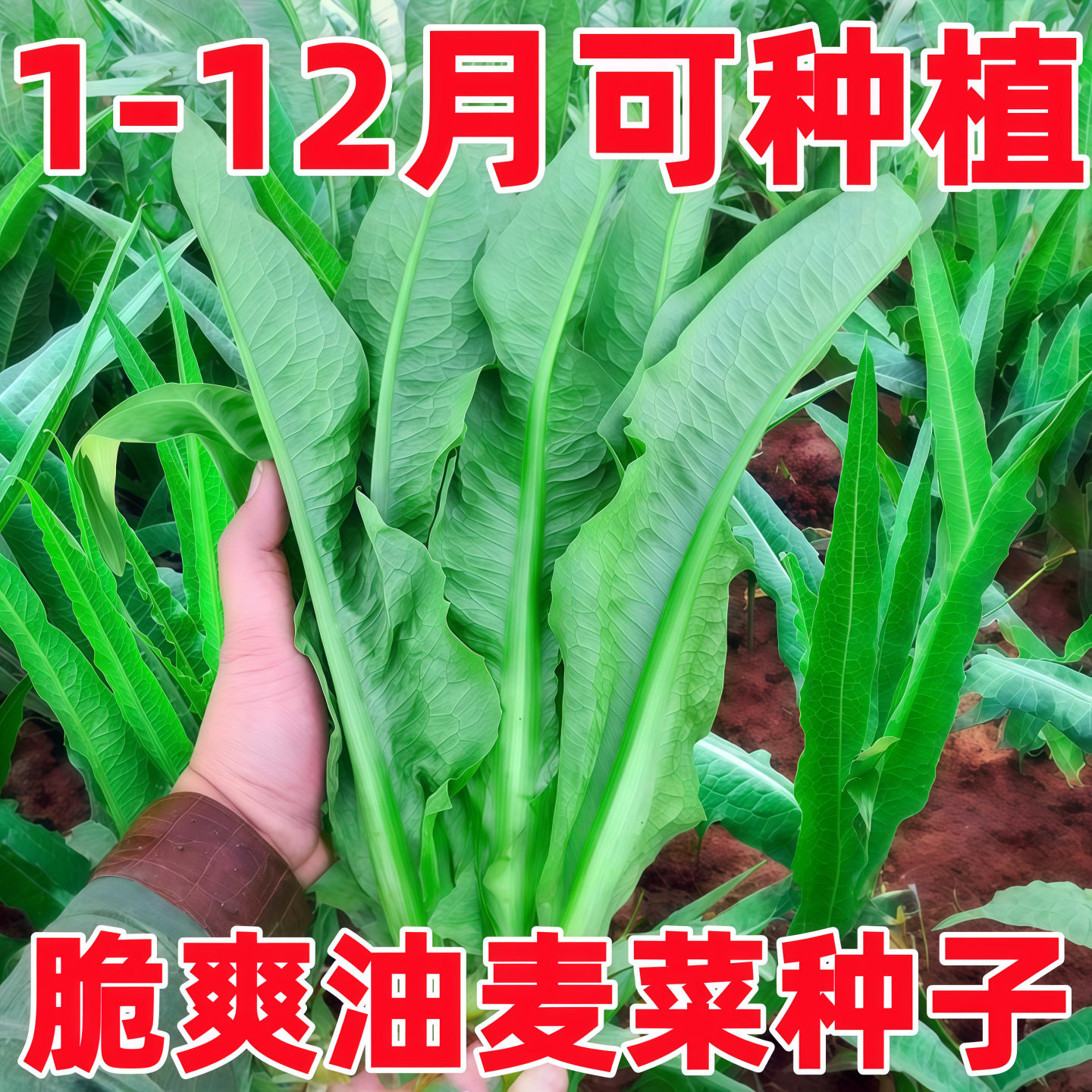 油麦菜籽种米香麦菜种子大全春秋四季阳台种苗孔雀菜蔬菜耐热种孑