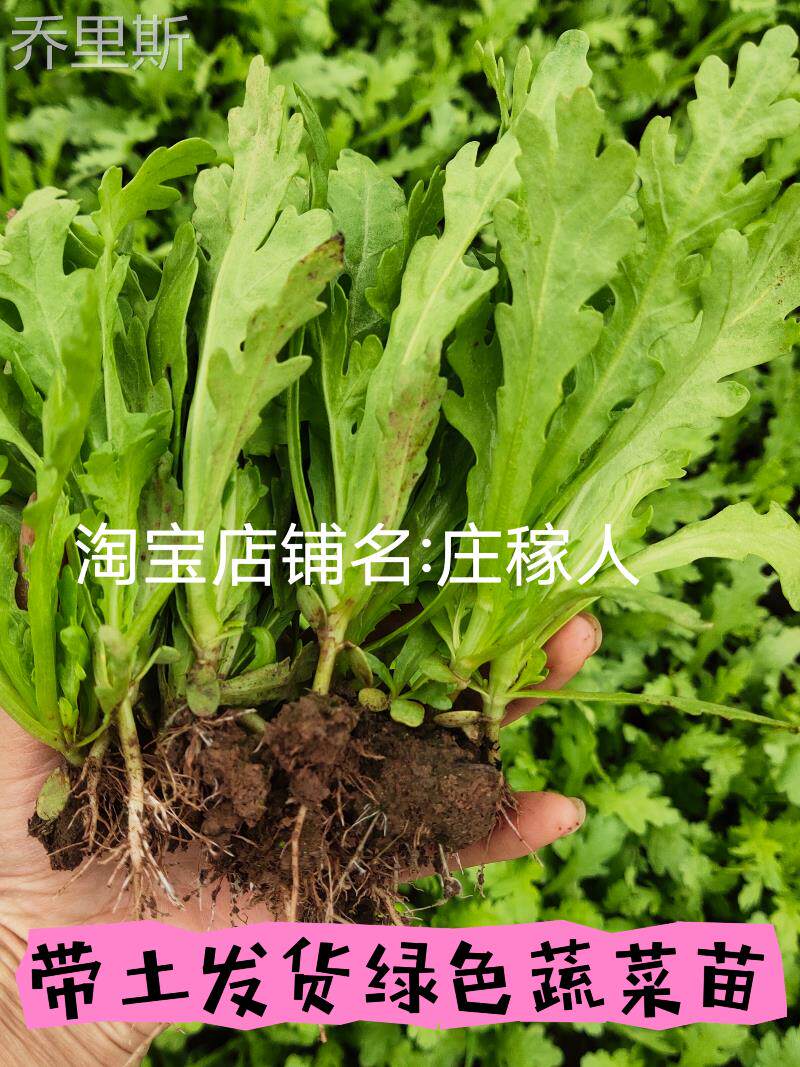 茼蒿菜苗 秧苗皇帝菜苗菊花菜苗耐寒蔬菜苗小叶茼蒿菜可多次采摘