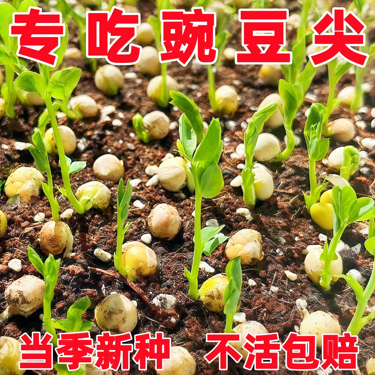 豌豆尖种子无须豆苗阳台易种植盆栽庭院脆嫩豌豆苗农家蔬菜种子