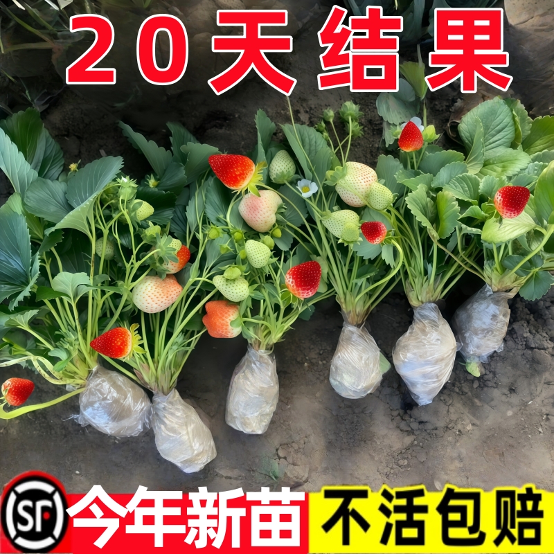 奶油草莓苗盆栽带盆带土种籽子可食用红颜四季结果阳台种植新苗秧