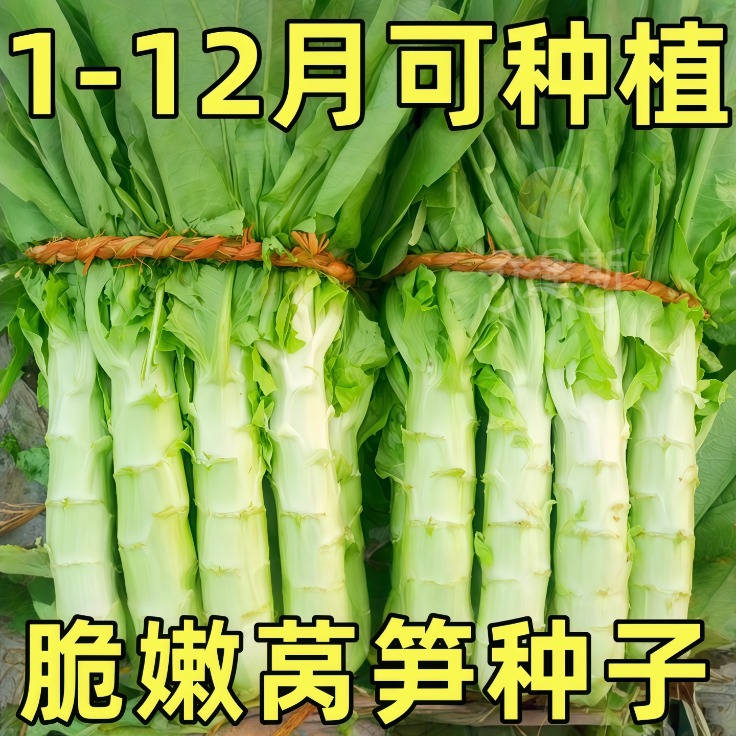 秋莴笋种子菜种窝笋莴苣种籽苗秧秧苗耐寒青笋四季蔬菜孑子香大全