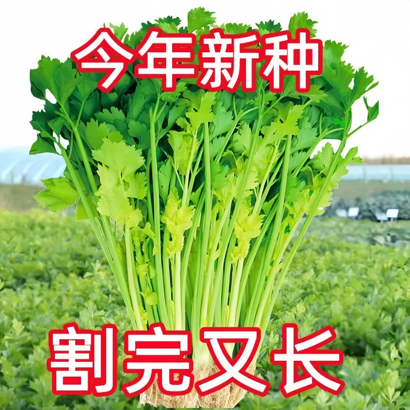 四季小香芹种子种籽苗秧香芹菜春季蔬菜菜种籽种孑菜籽根苗白幼苗