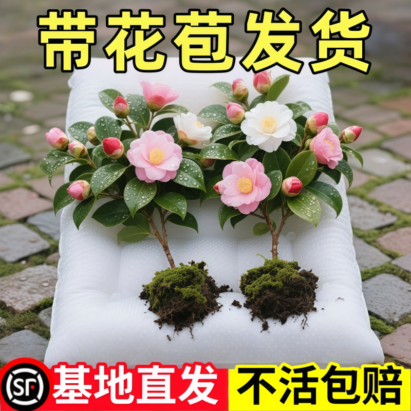 香妃山茶花盆栽带花苞五色赤丹花卉绿植物室内阳台浓香型四季树苗