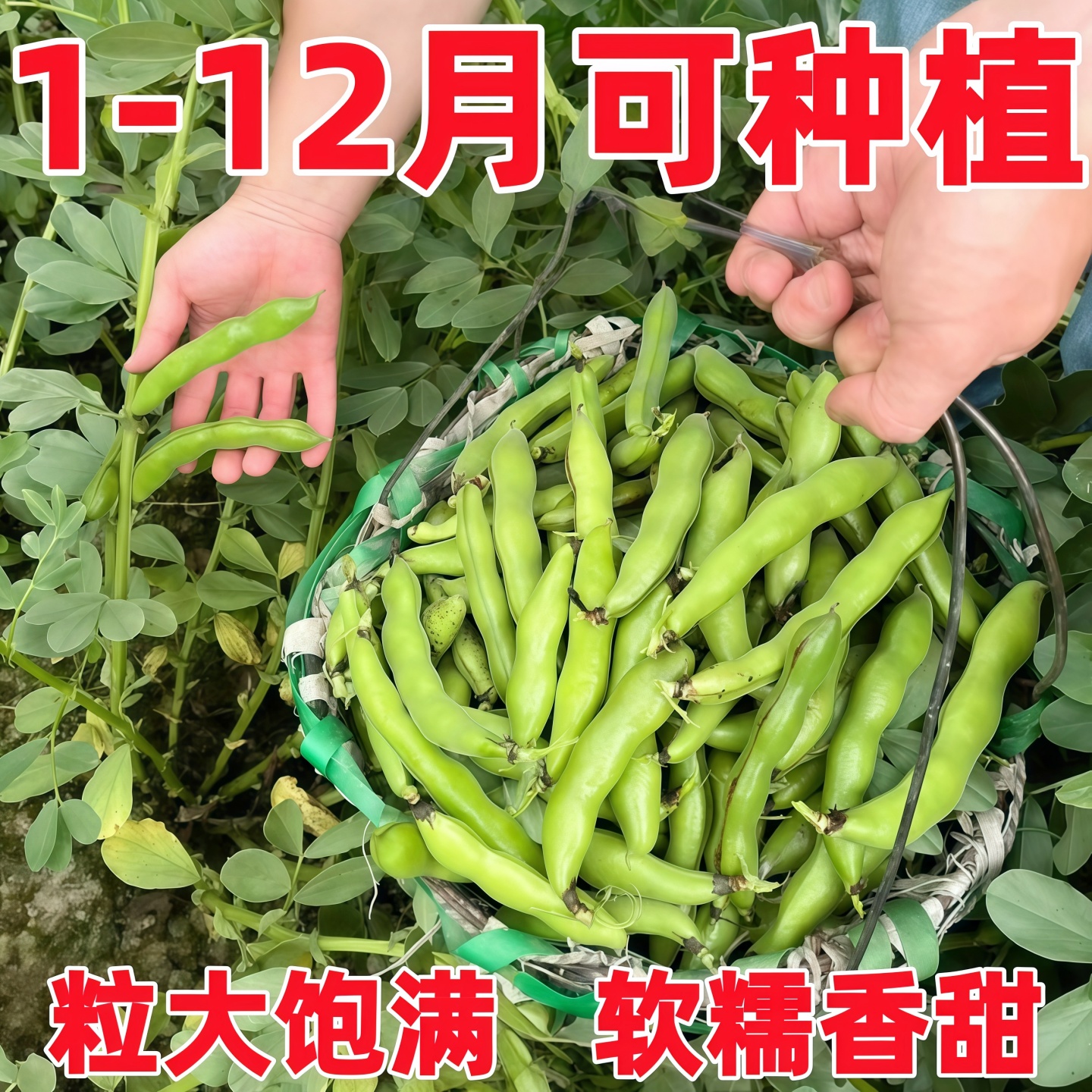 特大高产蚕豆种子糯米蚕豆种籽南方农家菜园大田用种秋冬季种孑子