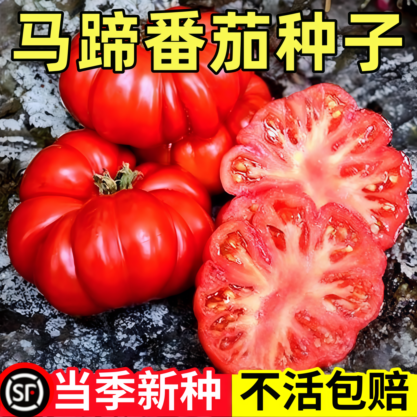 马蹄番茄种子沙瓤大西红柿苗蔬菜籽农家菜园盆栽阳台蔬菜苗种子孑