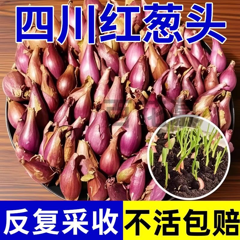 新鲜味浓四川红葱头火葱头小香葱铁葱毛葱四季阳台盆栽食用熬油