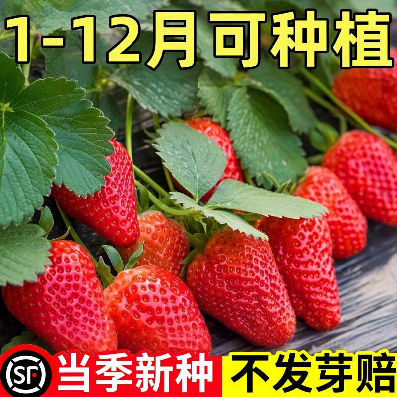草莓种子四季播种易活结果奶油草莓种籽阳台盆栽苗蔬菜开花种子