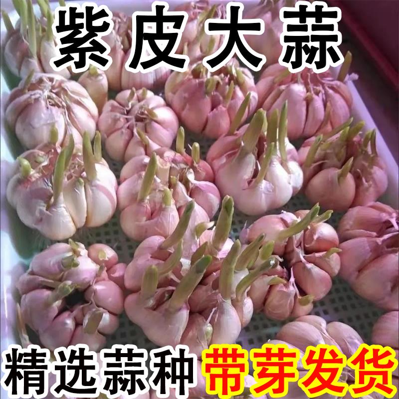 大蒜种子种籽长蒜苔头蒜种蒜苗红皮紫皮干蒜四季蒜子苗种蒜苗种籽