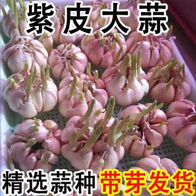 大蒜种子种籽长蒜苔头蒜种蒜苗红皮紫皮干蒜四季蒜子苗种蒜苗种籽