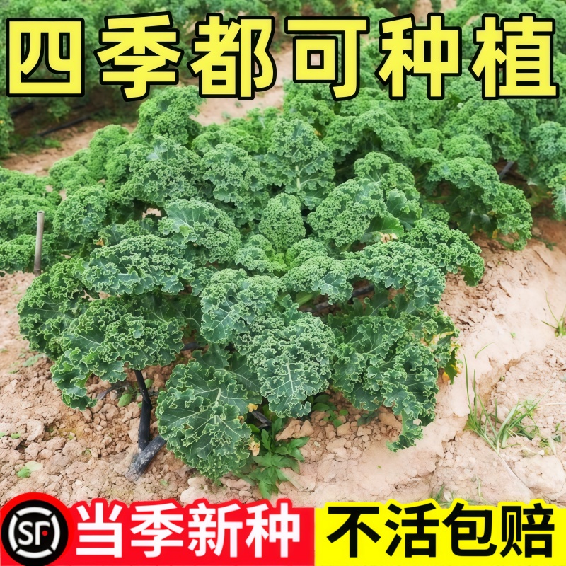 羽衣甘蓝种孑种子紫色蔬菜种籽四季食用耐寒盆栽阳台羽衣甘蓝菜籽
