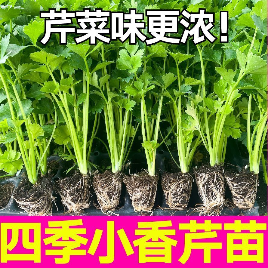 四季小香芹水果芹菜苗山芹幼苗秧苗蔬菜苗西芹野芹苗盆栽新鲜带根