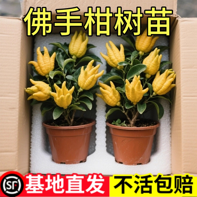 佛手树苗盆栽阳台庭院带果金华佛手柑盆景老桩植物花卉绿植好养活