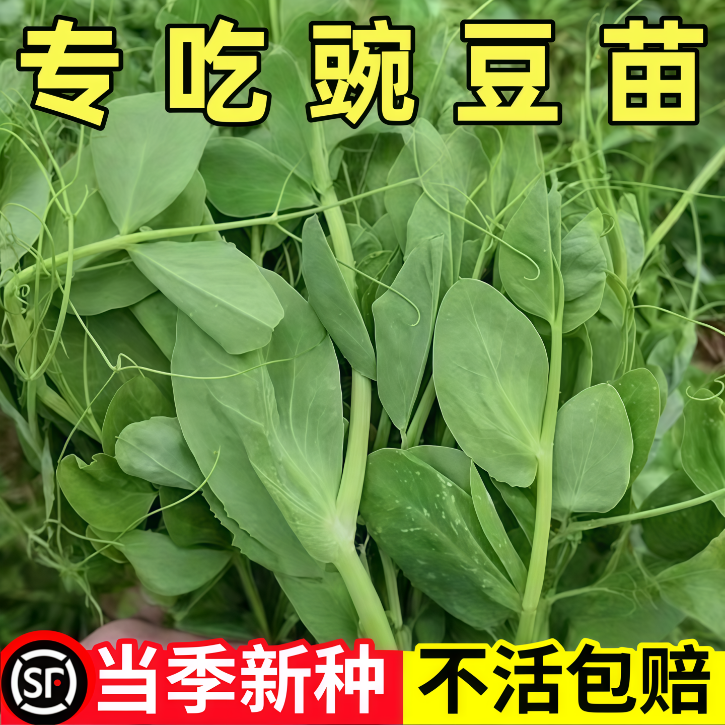无须豌豆苗种子特大豌豆尖水培荷兰豆芽苗菜春秋冬四季播蔬菜种子