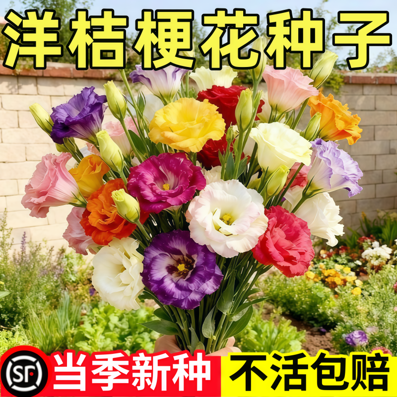 重瓣洋桔梗花种籽四季播种开花种子进口混色盆栽花卉室内外花卉籽