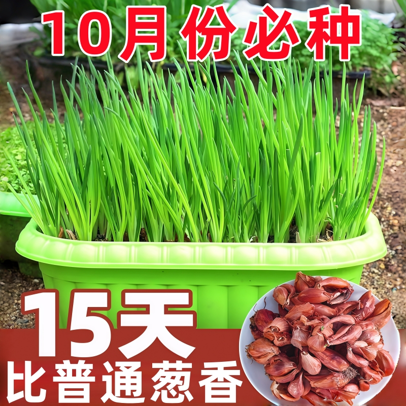 精选 今年新种 包成活