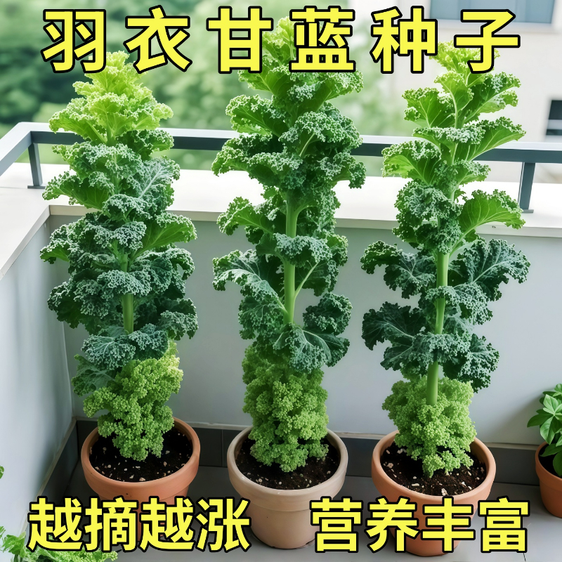 羽衣甘蓝种孑蔬菜种子阳台自种菜苗南方秋播菜种籽四季菜籽盆栽