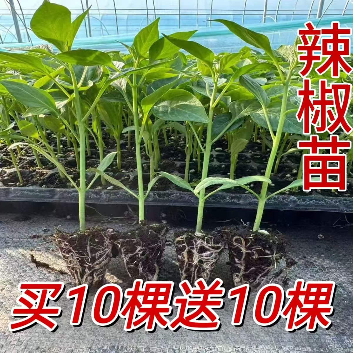 正宗樟树港辣椒苗原产地核心产区带叶带土发货湖南辣椒苗蔬菜苗子