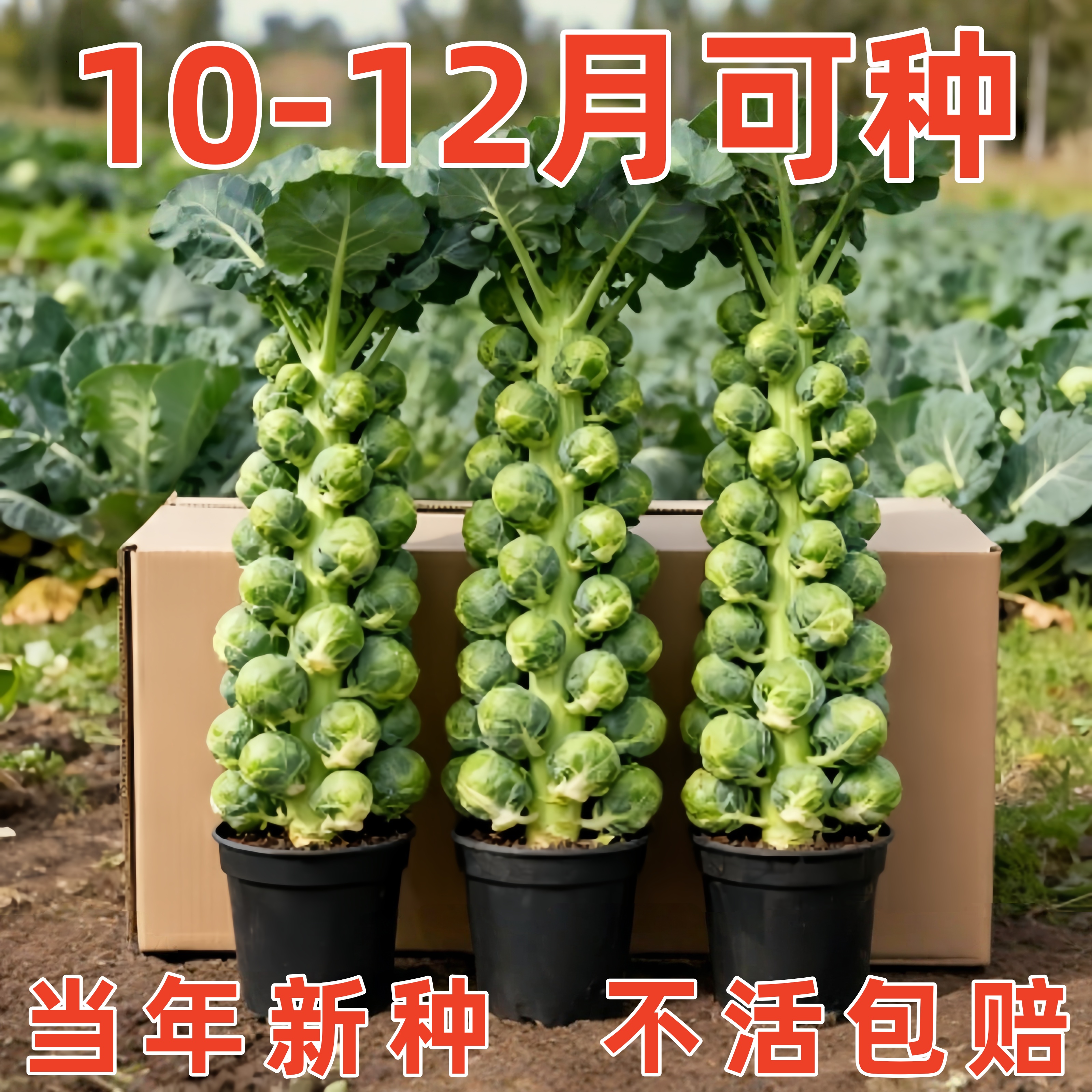 山东寿光孢子甘蓝秧苗种苗四季种植耐热耐寒苗小卷心菜种子籽寿光