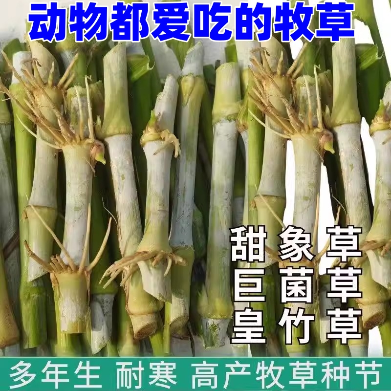 台湾无毛甜象草3号种节扦插种苗四季多年生牧草种子高产量喂牛羊