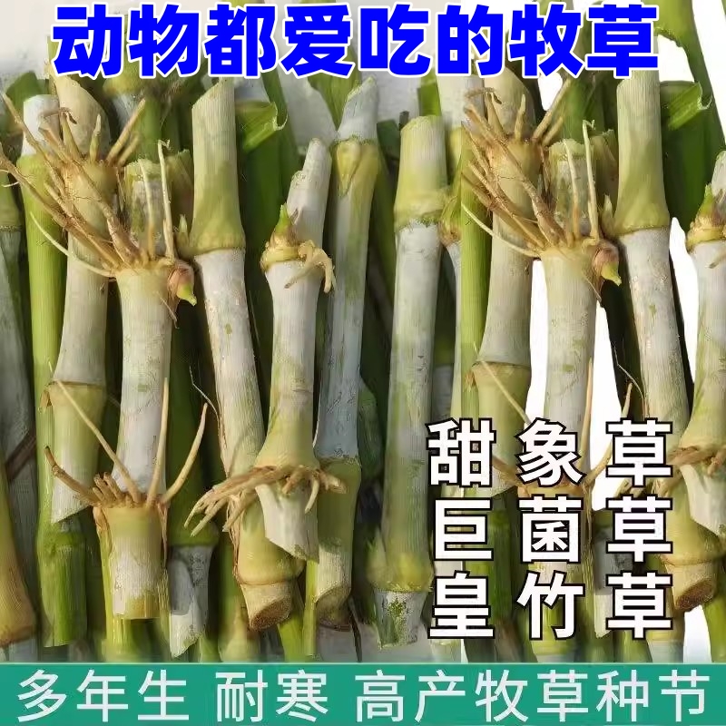 无毛甜象草四季多年生牧草种子