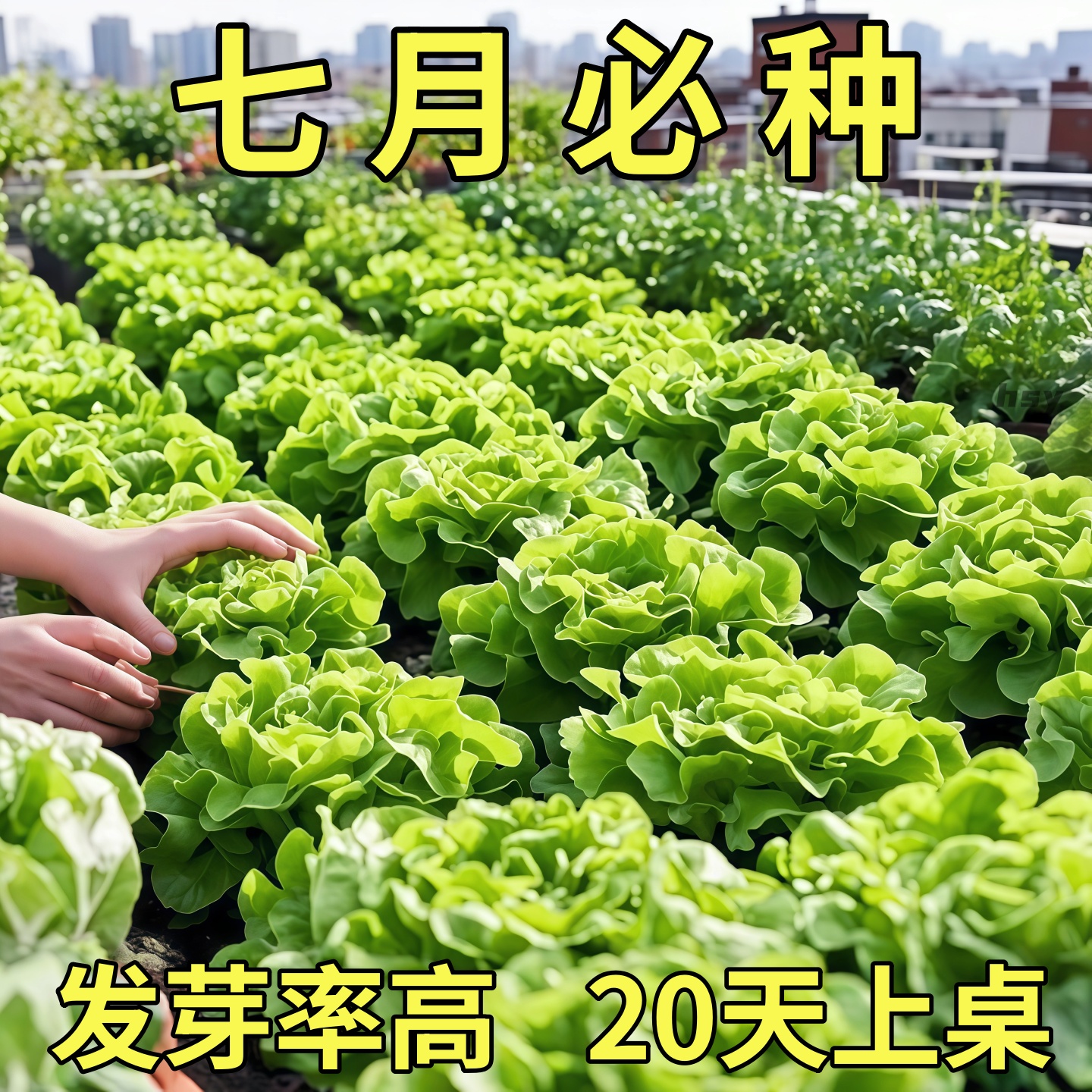 奶油生菜新鲜蔬菜叶菜类生菜生吃凉拌甜脆多汁沙拉菜农家自种生菜