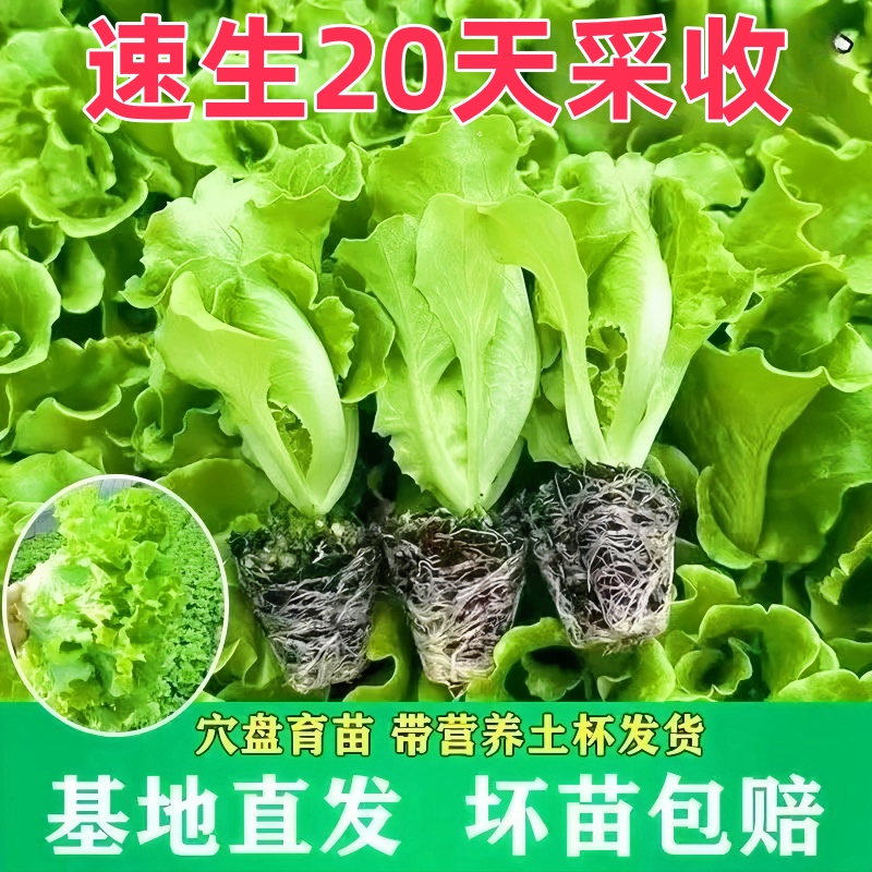 意大利生菜种子种籽大全四季冬季蔬菜孔雀菜孑籽种菜籽奶油苗带土