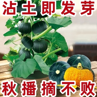 绿贝贝高产小南瓜种子板栗味秧蔬菜种籽苗孑惠和一号秧苗大全菜种