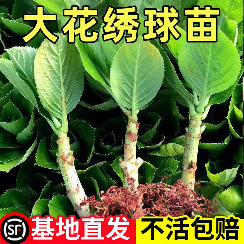 绣球花苗无尽夏大苗耐寒大花地栽盆栽基地直发100棵当年开花