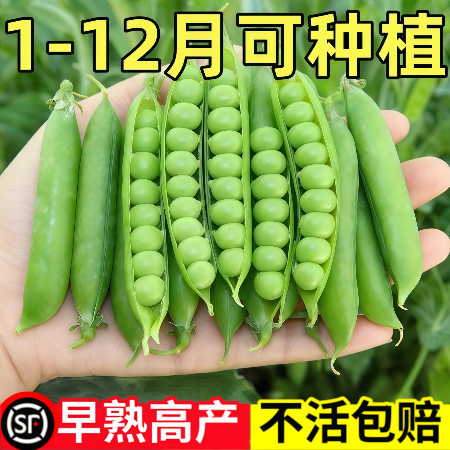 甜脆豌豆种子种籽青碗豆种青豆高产庭院农家四季秋冬季豌豆种孑