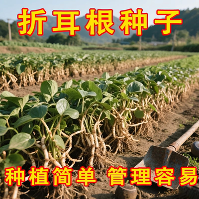 鱼腥草种子折耳根种根种苗