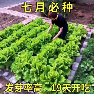 种植家庭阳台菜园易种植 意大利生菜种子籽抗热耐抽苔全年生菜四季
