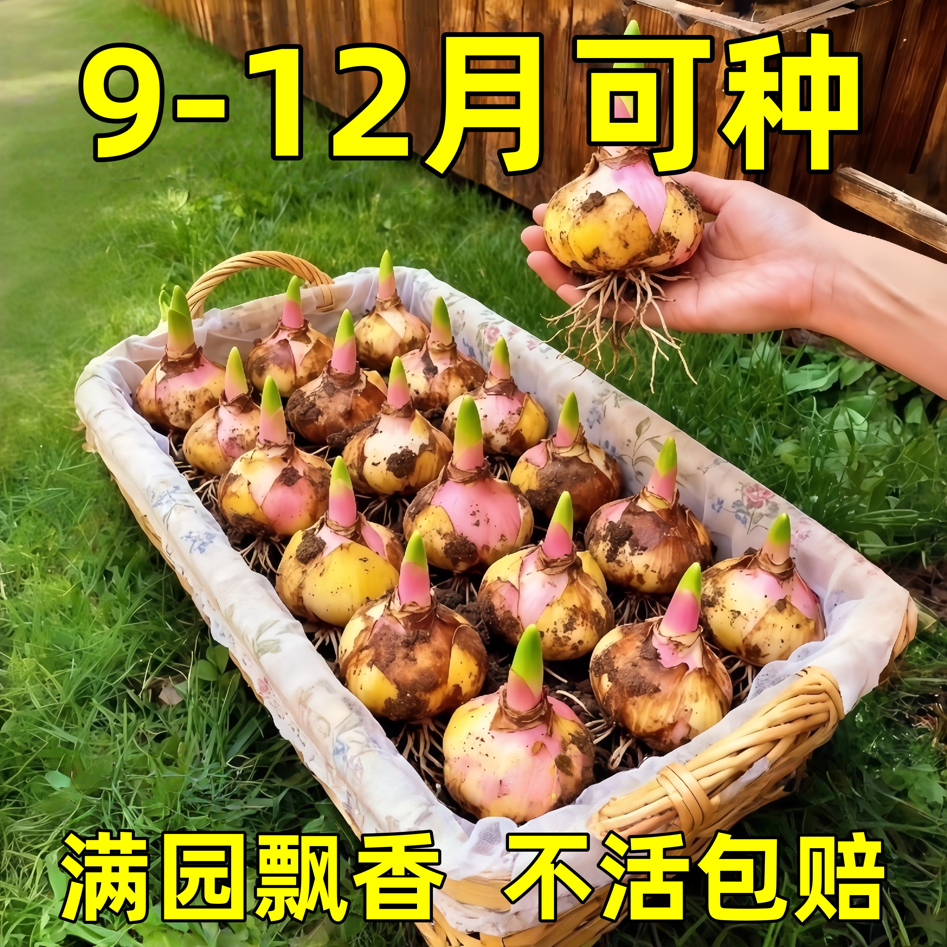【带芽发货】香水百合种球四季种植盆栽室内阳台花卉绿植种子耐寒