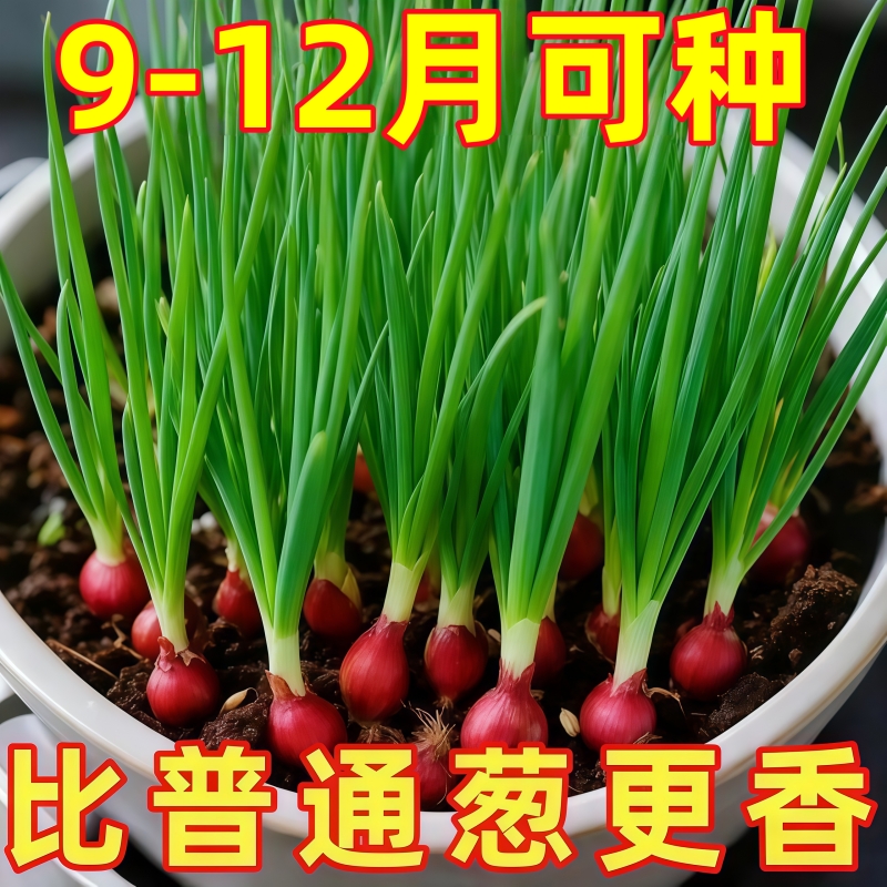 葱头香葱头葱种5斤干葱头种小香葱头黄葱头正宗四川香葱种小葱头