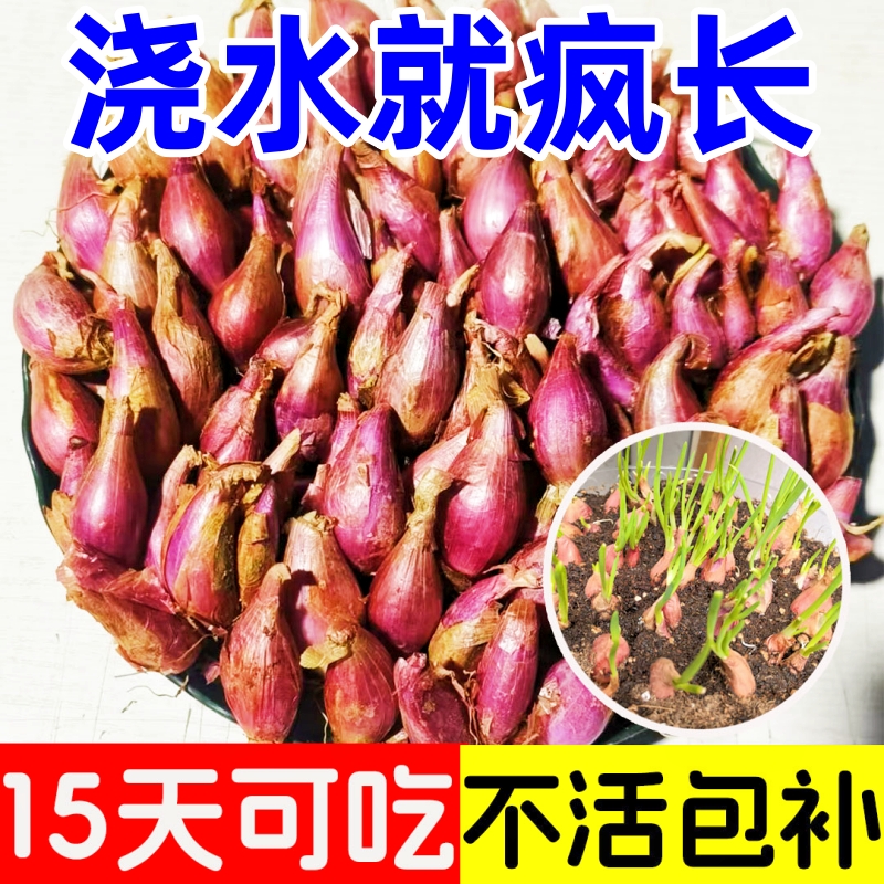 葱头香葱头葱种5斤干葱头种小香葱头黄葱头正宗四川香葱种小葱头