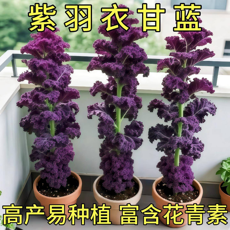 紫色羽衣甘蓝种孑蔬菜种子阳台自种菜苗南方秋播菜种四季菜籽盆栽