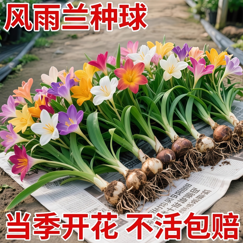 风雨兰种球四季种植浓香型重瓣多色韭兰葱兰室内阳台水培绿植花卉
