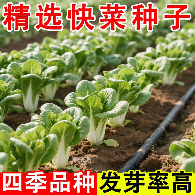 早熟5号白菜种子春秋冬四季盆栽速生奶油快菜种孑奶白菜种籽大全