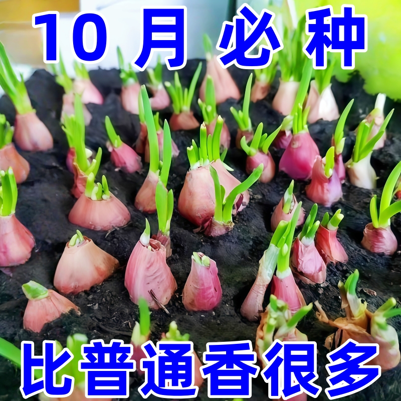 新种红葱头种带根苗阳台菜苗盆栽本地小香葱四季室内种植蔬菜种子