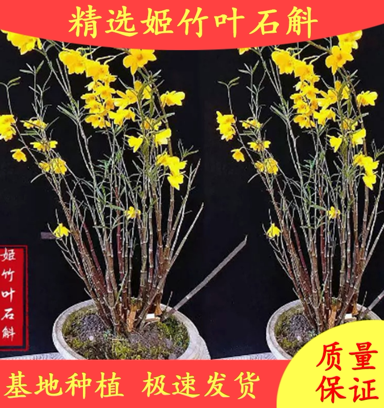 精选姬竹叶石斛 石斛枫斗 常年不落叶 株型优雅漂亮 盆景金钗铁皮