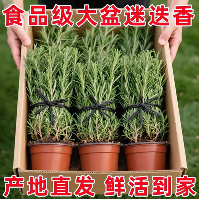 盆栽绿植物可食用室内煎牛排